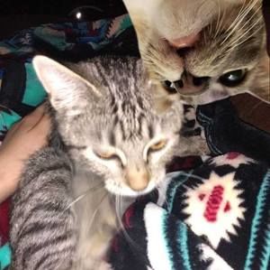 Meet your Posher, Tegan